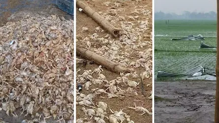 ঝড়ে প্রাণ গেল ৩ হাজার মুরগির বাচ্চার