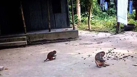 মনোহরদীতে বানরের অত্যাচারে অতিষ্ঠ এলাকাবাসী