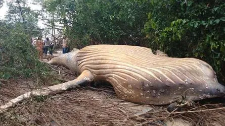 জলদানবের দেখা মিলল জঙ্গলে