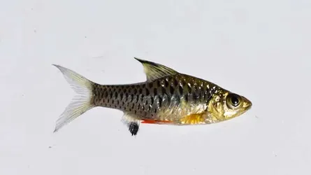 সুন্দরী কসুতির দেখা মিলল হাকালুকি হাওরে
