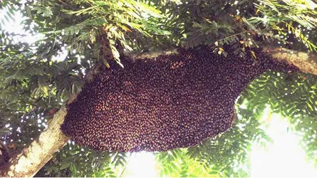 মৌমাছির আক্রমণে কৃষকের মৃত্যু