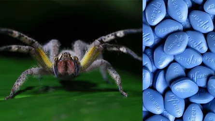 ভায়াগ্রার বিকল্প ভয়ঙ্কর মাকড়সা!