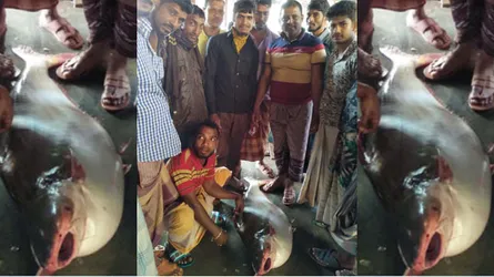 ৩৩ কেজি পাঙ্গাসের দাম ৫০ হাজার টাকা!