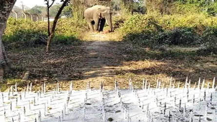 এবার হাতির হামলার আশঙ্কায় ভারতীয় সেনাবাহিনী