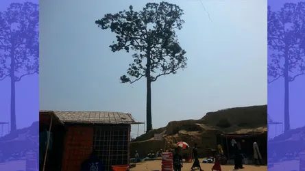 ক্যাম্পের পাশের পাহাড়ে গর্জন গাছ ; প্রাণঝুঁকিতে রোহিঙ্গারা
