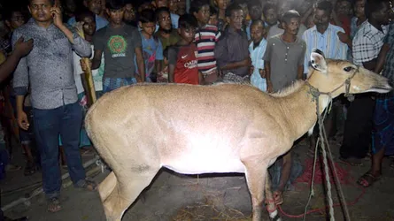 সেই নীলগাইটি দুর্ঘটনায় মারা গেছে
