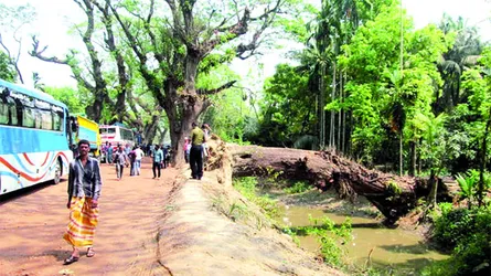 ঝুঁকিতে যশোর-বেনাপোল মহাসড়কের শতবর্ষী বৃক্ষ