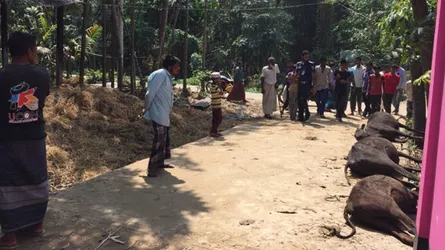দুর্বৃত্তের আগুনে পুড়ে মরল ৩টি গরু