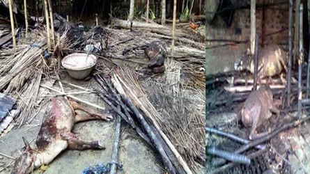 ভয়াবহ অগ্নিকাণ্ডে ৫ গরুর মৃত্যু, ৫ লাখ টাকার ক্ষতি