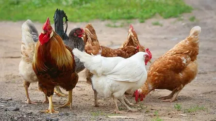জোট বাঁধছে মুরগিরা, শয়তান সাবধান