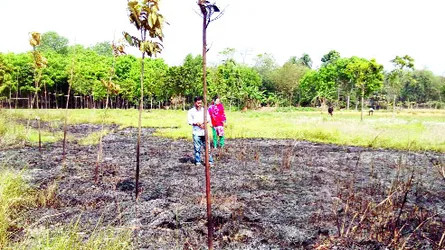 গোয়ালন্দে প্রাথমিক বিদ্যালয়ের মেহগনি বাগান পুড়িয়ে দিয়েছে দুর্বৃত্তরা