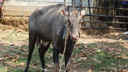 নওগাঁয় আবারো বিরল প্রজাতির নীলগাই উদ্ধার