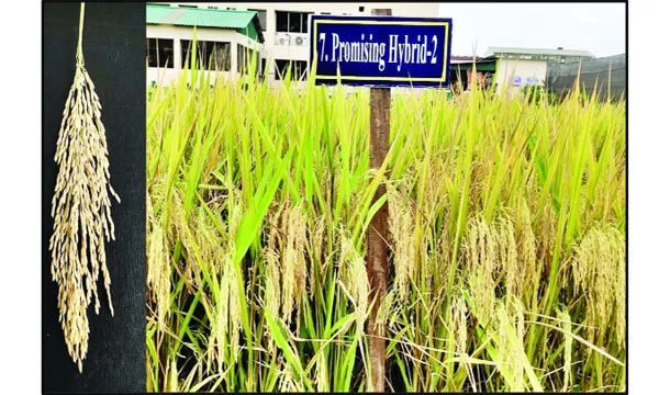 লবণাক্ত সহিষ্ণুসহ ব্রির নতুন ৬ জাত অবমুক্ত  খাদ্য নিরাপত্তায় নতুন সম্ভাবনা