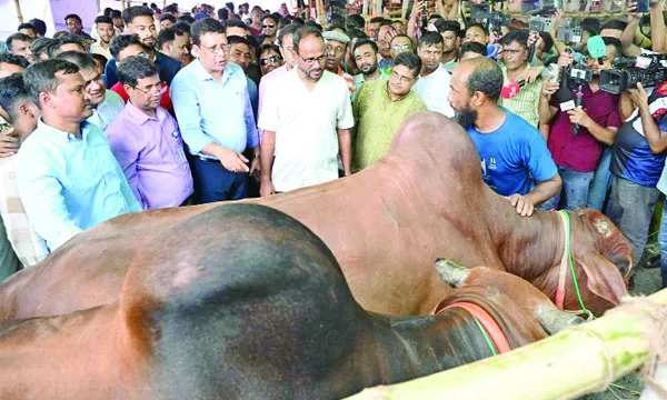 চোরাইপথের নয় বৈধ ও শরিয়তসম্মত উৎসবে পশু কিনুন
