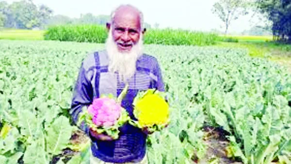 চাটমোহরে রঙিন ফুলকপি চাষে বিঘায় লাখ টাকা আয় কৃষকের