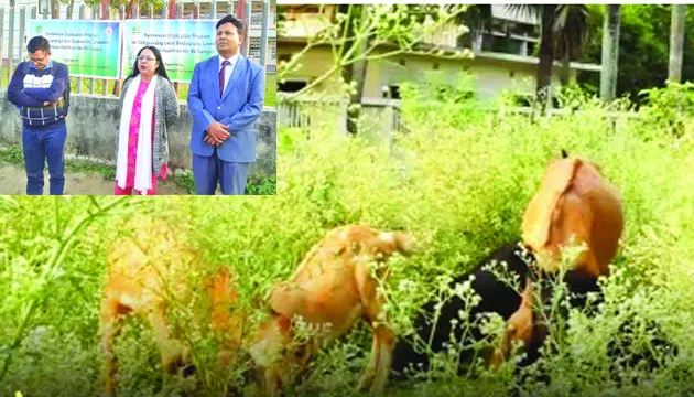 রাবিতে লির্নাকের উদ্যোগে ক্ষতিকর উদ্ভিদ পার্থেনিয়াম অপসারণ কর্মসূচি