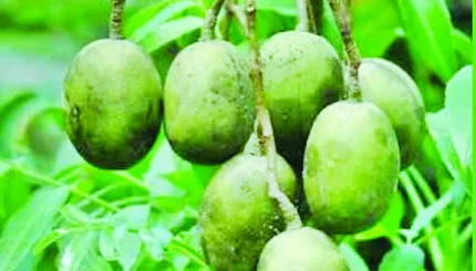 জিআই স্বীকৃতি পেল বরিশালের আমড়া
