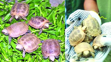 চট্টগ্রাম চিড়িয়াখানায় জন্ম নিয়েছে বিপন্ন হলুদ কাছিমের ৫ বাচ্চা