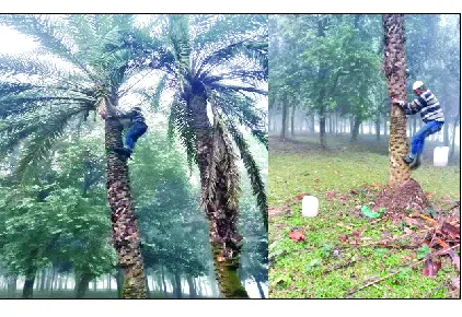 খেজুরের রসে চুমুক এখন অনেকটাই কল্পনা