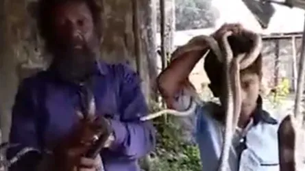 সাপ দেখলেই ধরে ফেলেন ইব্রাহীম আলী (ভিডিও)
