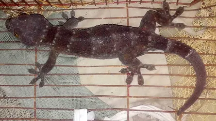 ধরা পড়েছে কোটি টাকার ‘তক্ষক’
