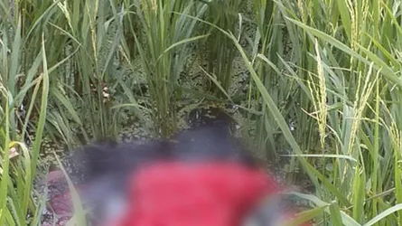 যশোরে ধানক্ষেত থেকে গৃহবধূর লাশ উদ্ধার