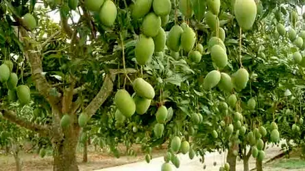 রাজশাহীর আমবাগানে পুলিশ মোতায়েনের নির্দেশ দিল আদালত