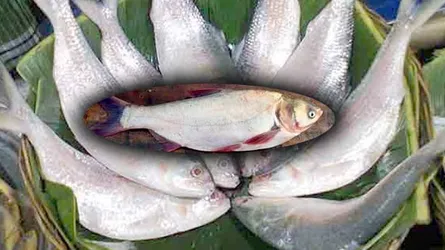 ৩ মণ ধানে ১ ইলিশ, ভরসা এখন ‘বাংলা ইলিশ’ সিলভার কার্পে