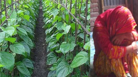 স্কুলছাত্রীকে পান বরজে ধর্ষণ : মামলা দায়ের