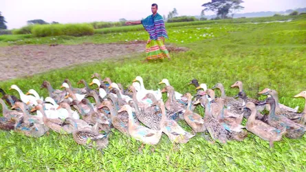 হাঁস পালনে লিটনের দিন কাটছে সুখে