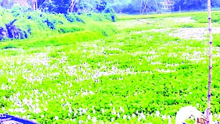 দখল আর নাব্যতা সঙ্কটে মৃতপ্রায় ইছামতি