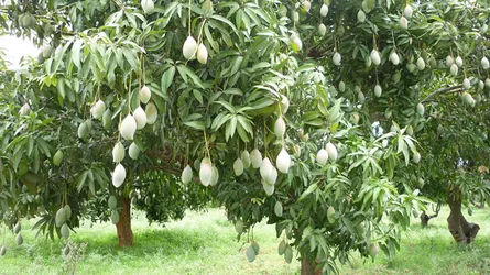নির্বাহী ম্যাজিস্ট্রেটের নেতৃত্বে আম বাগানে থাকবে পুলিশ