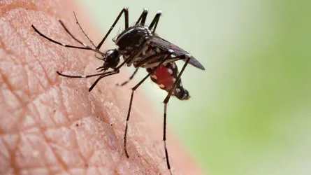 ৭৪ ভাগ ম্যালেরিয়া কমেছে বাংলাদেশে