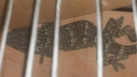 কোটি টাকা মূল্যের তক্ষকসহ আটক ১
