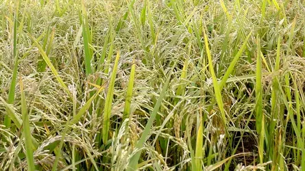 মতলব উত্তরে বোরো ধানে ব্লাস্ট রোগ, কৃষকের মাথায় হাত