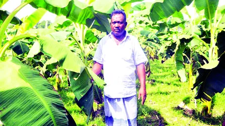 পাবনার সফল কলাচাষি জবান