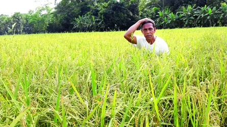 মতলবে বোরো ধানে ব্লাস্ট রোগ : হতাশ কৃষক