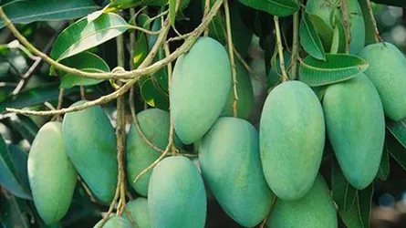 চাঁপাইনবাবগঞ্জে আম বিপর্যয়ের আশঙ্কা