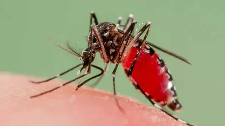 ম্যালেরিয়ায়  সমতলের মানুষ কেন বেশি মরে