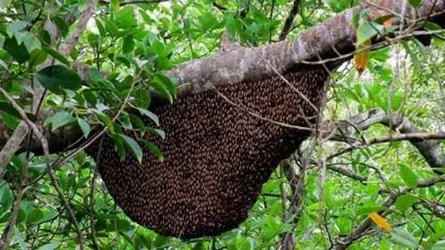 সুন্দরবনের মধু আহরণ মওসুম শুরু
