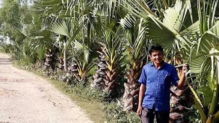 গাছপ্রেমিক মোস্তাফিজের ৪০ হাজার তালগাছ রোপণ