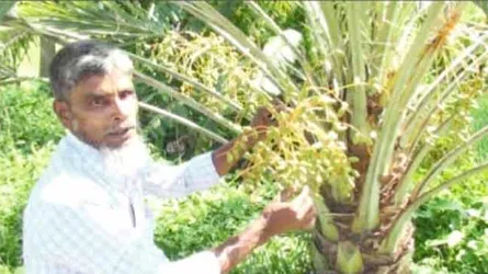 সৌদি খেজুর নিয়ে জীবন আলীর স্বপ্ন