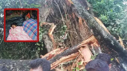 ফণীর ছোবল: গাছের নিচে চাপা পড়ে নানা ও নাতনির মৃত্যু
