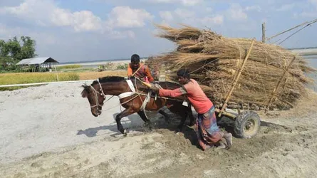 ঐতিহ্যের ঘোড়াকে জিম্মি করে চলছে বাণিজ্য
