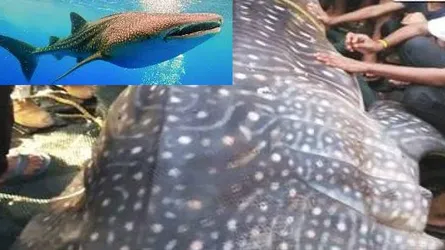 বিরল প্রজাতির বিশাল হাঙর