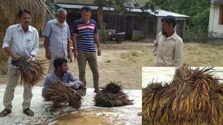 শ্রীবরদীতে ‘কমলা সুন্দরী’র চমক