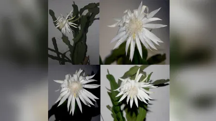 ২ যুগ পর ইবিতে দেখা মিলল নাইট কুইনের