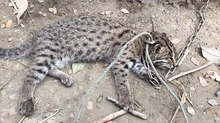 জেলেদের জালে মেছো বাঘ শাবক!