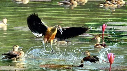 প্লাস্টিক দূষণের ভয়াবহ শিকার পরিযায়ী পাখিরাও