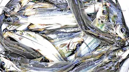 নির্বাসিত প্রবাদের প্রত্যাবর্তন